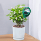 ⏳🔥LIMITED-TIME 50% OFF! ⏰🌱 Professional soil moisture meter for indoor & outdoor plants – Handy, Accurate, Plant‑friendly 💦✨